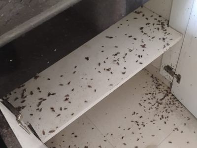 Cockroach droppings and dead insects across a storage shelf before treatment